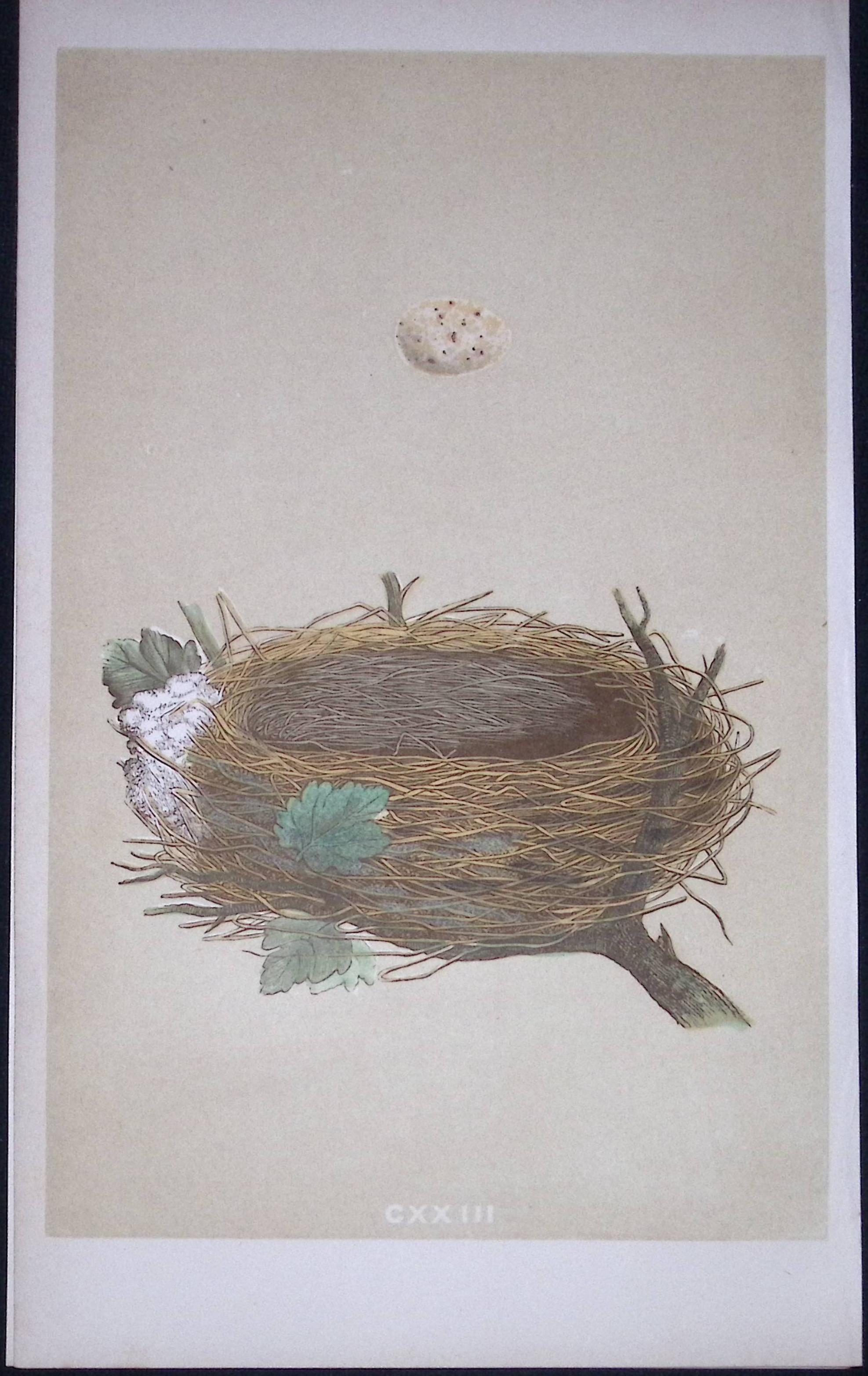 Rev Morris Garden Warbler Bird Nest & Egg Antique Woodblock Engraving-61