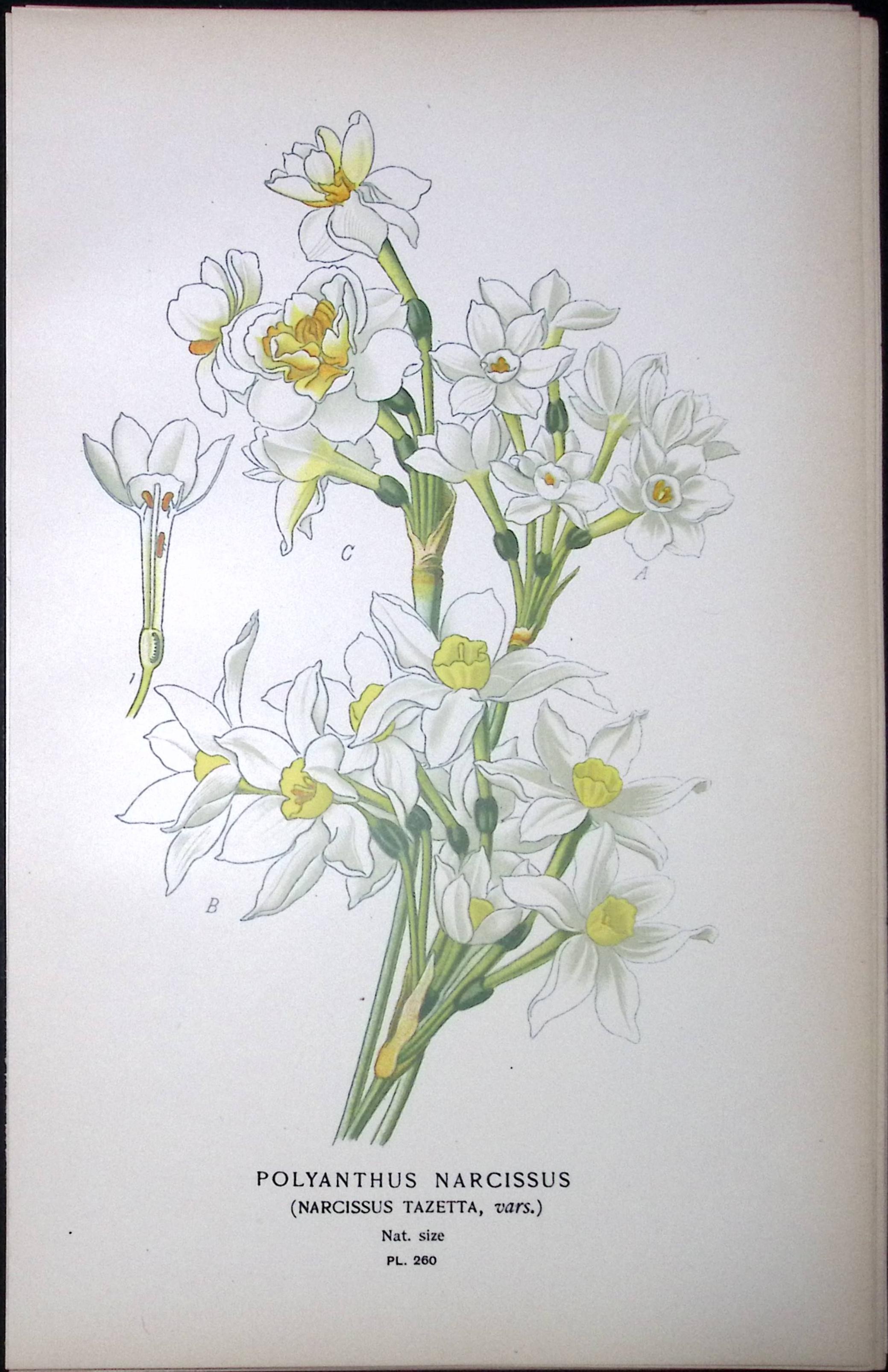 Chinese Sacred Lily Edward Step Rare Antique Botanical Book Plate-260