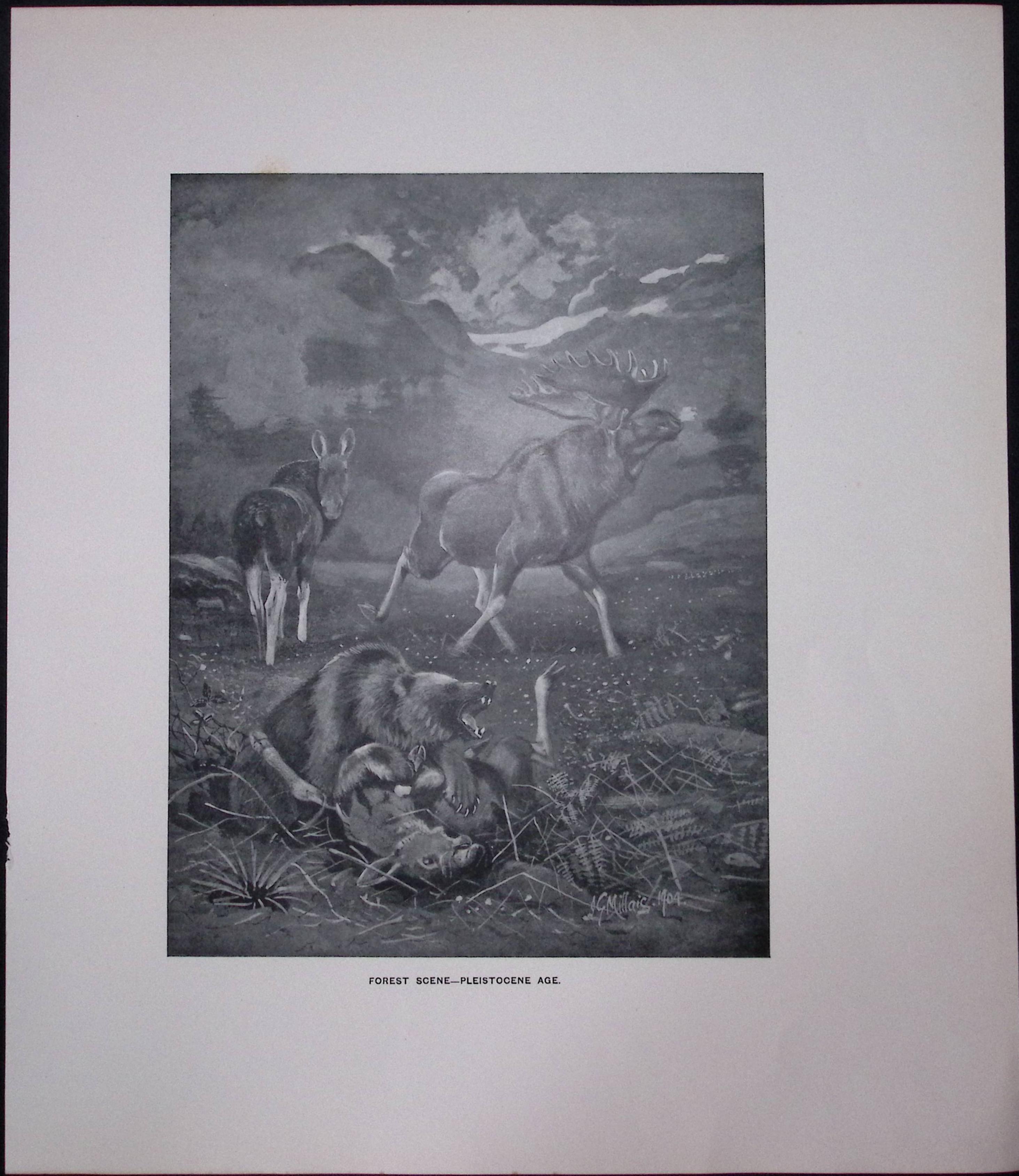 Job-Lot J.G. Millais Rare Limited-Edition Stag Family Species Antique Prints-17