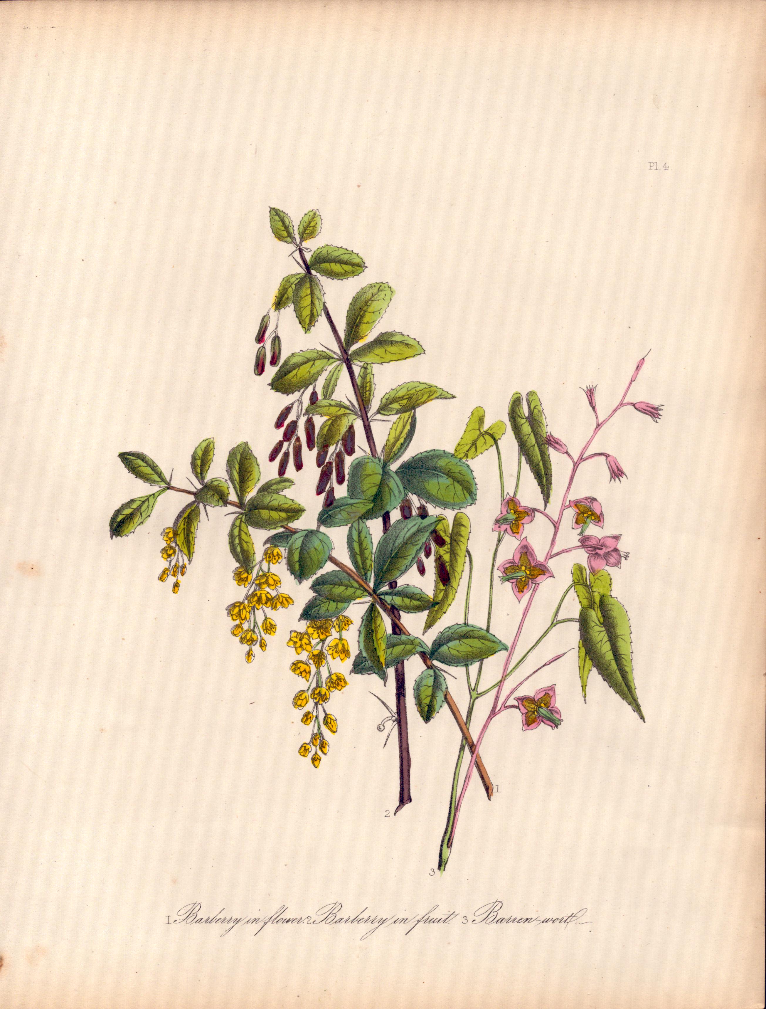 Rare 165-Yr-Old Antique Wildflower Gilt-Edged Illustration Jane Webb Loudon -4.