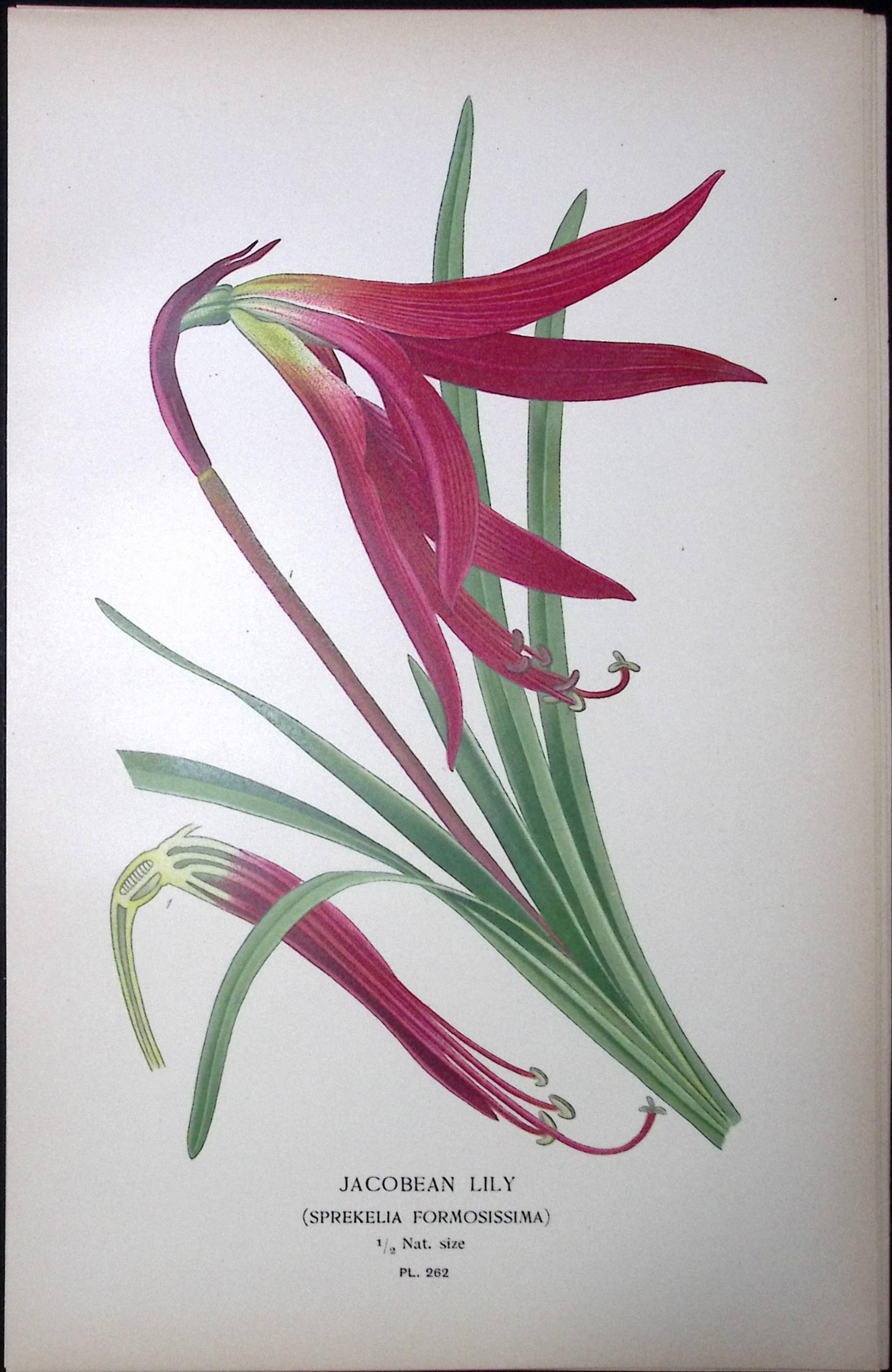 Jacobean Lily Edward Step Rare Antique Botanical Book Plate-262