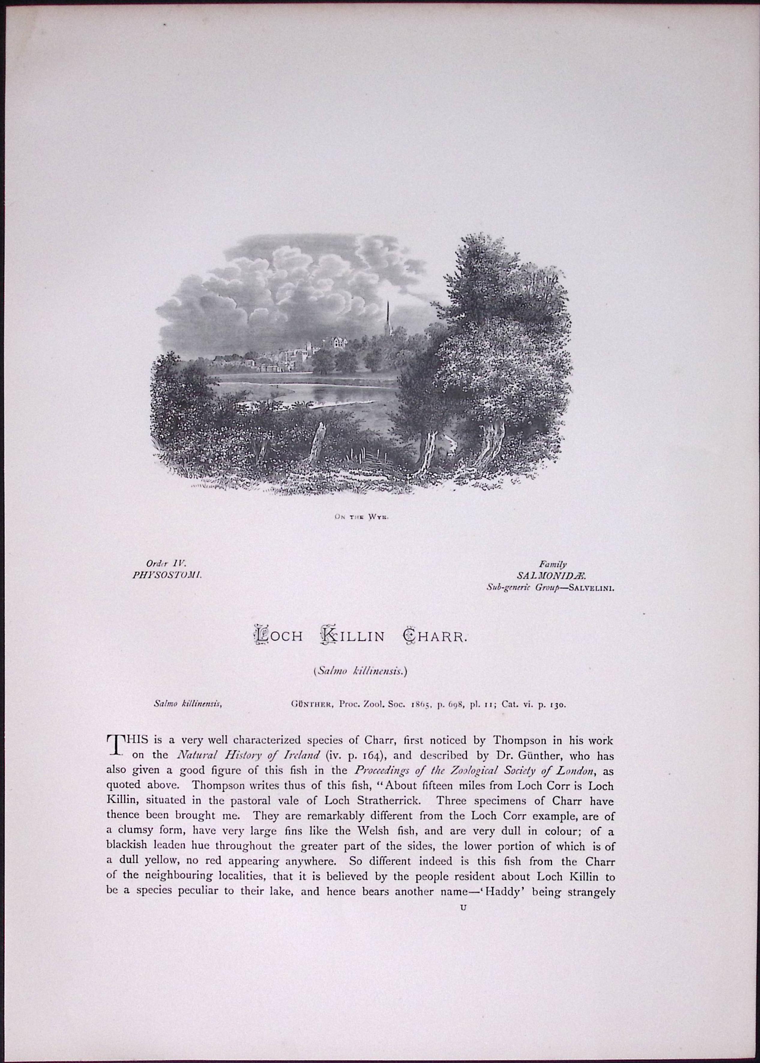 Loch Killin Char Rev Houghton British Freshwater Fish 1879 Scarce Engraving-9