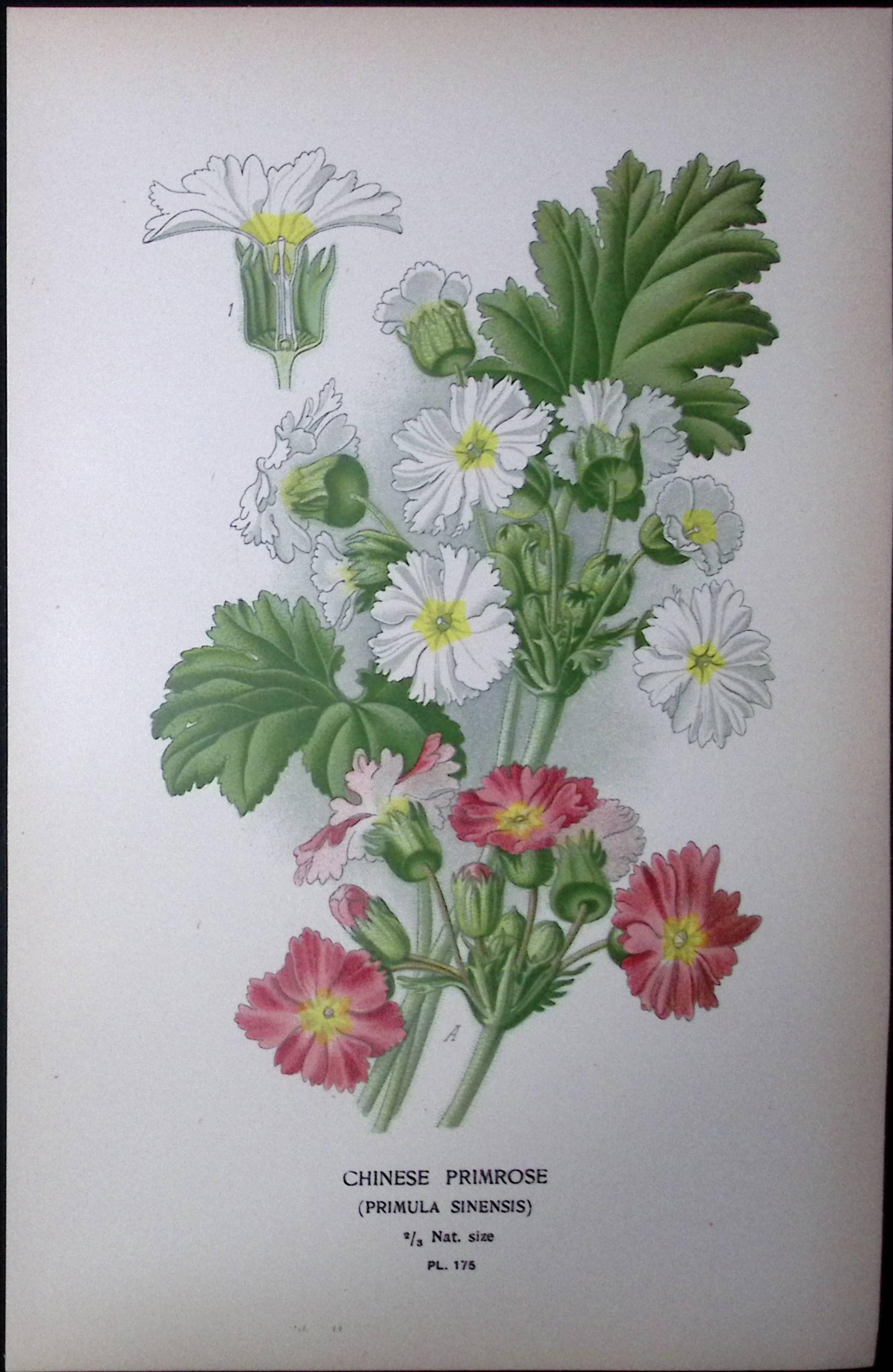 Chinese Primrose Edward Step Rare Antique Botanical Book Plate-175