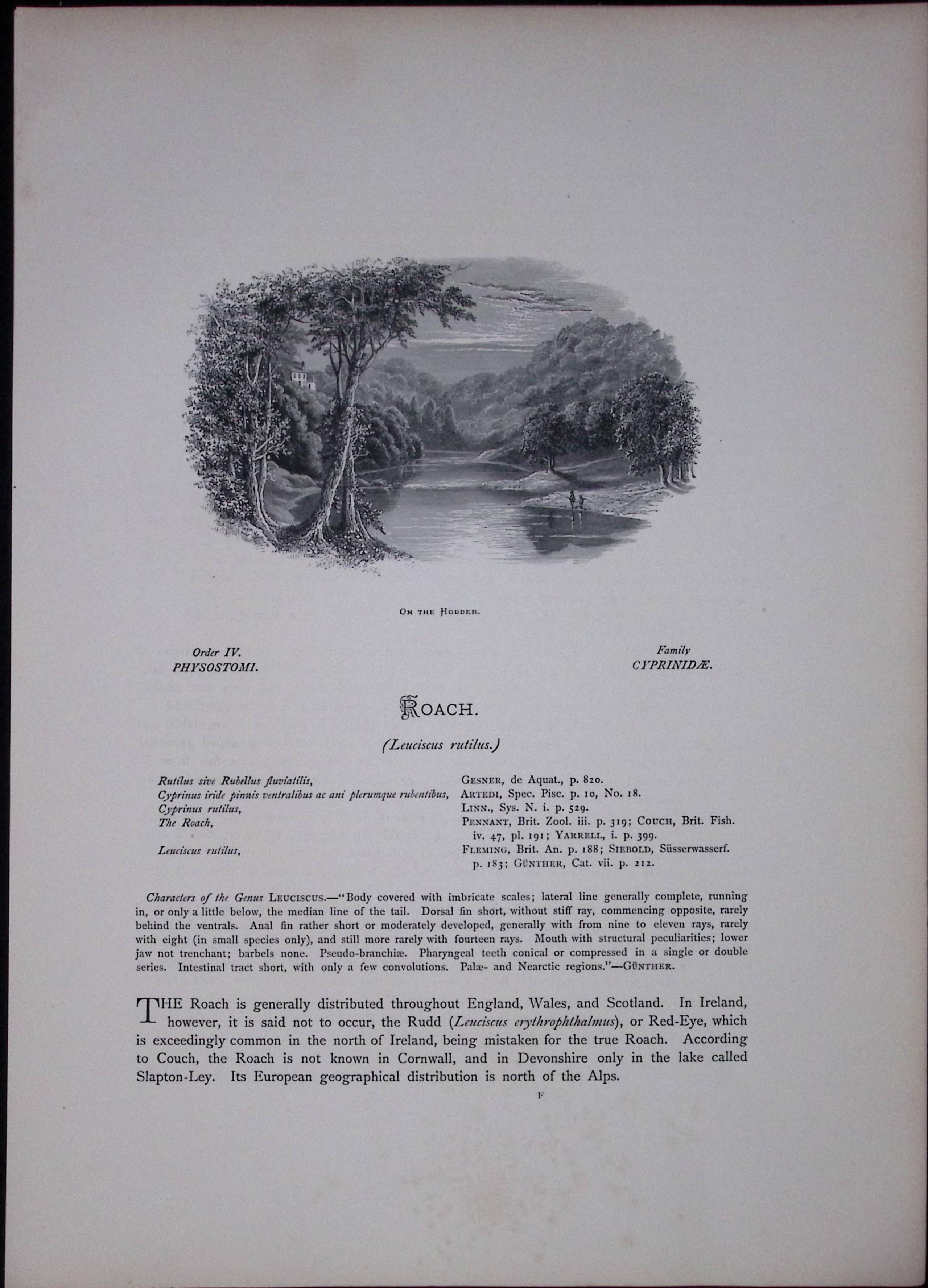 Roach Rev Houghton British Freshwater Fish 1879 Scarce Wood Engraving-34