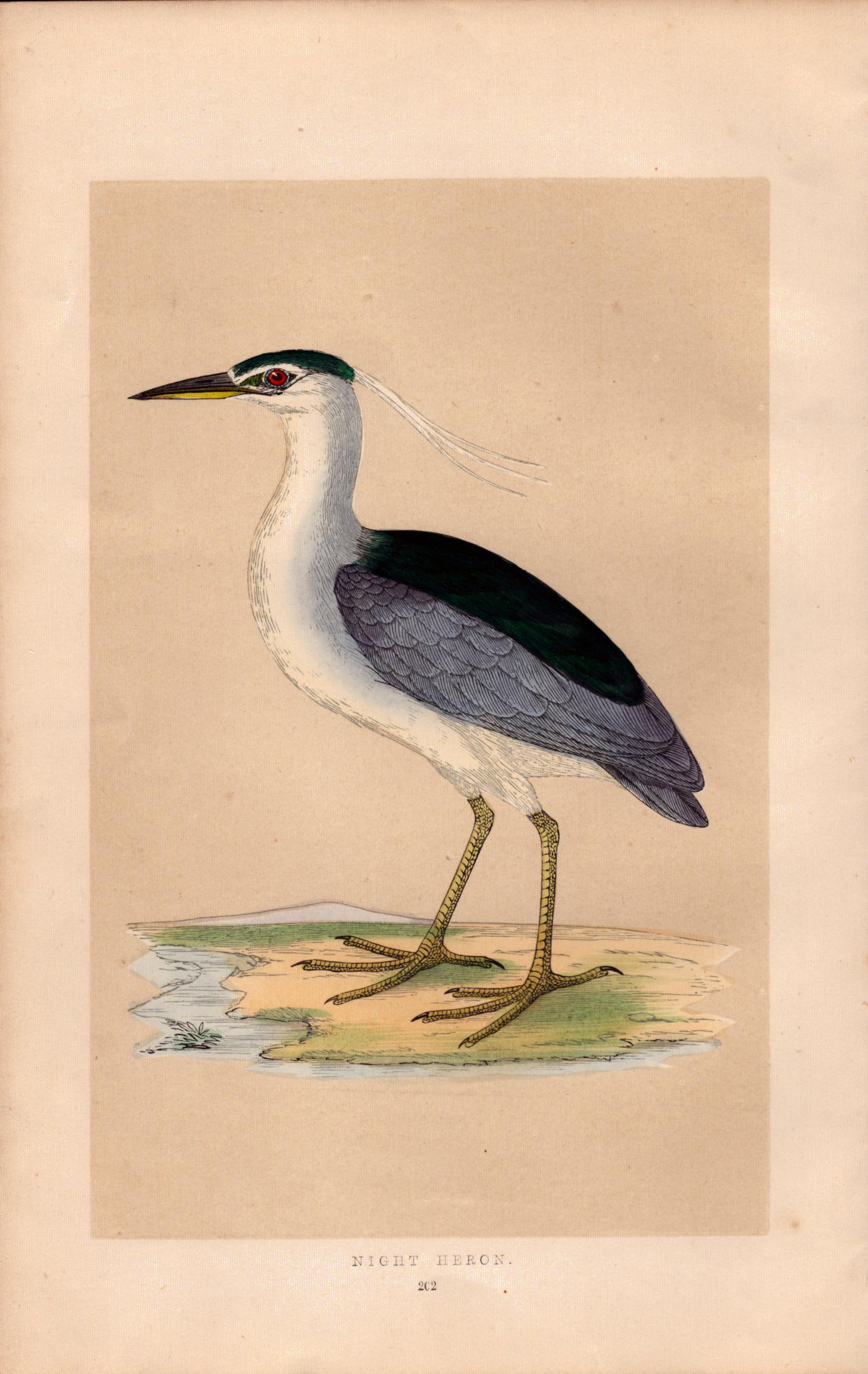 Night Heron Rev Morris Antique History of British Birds Engraving.