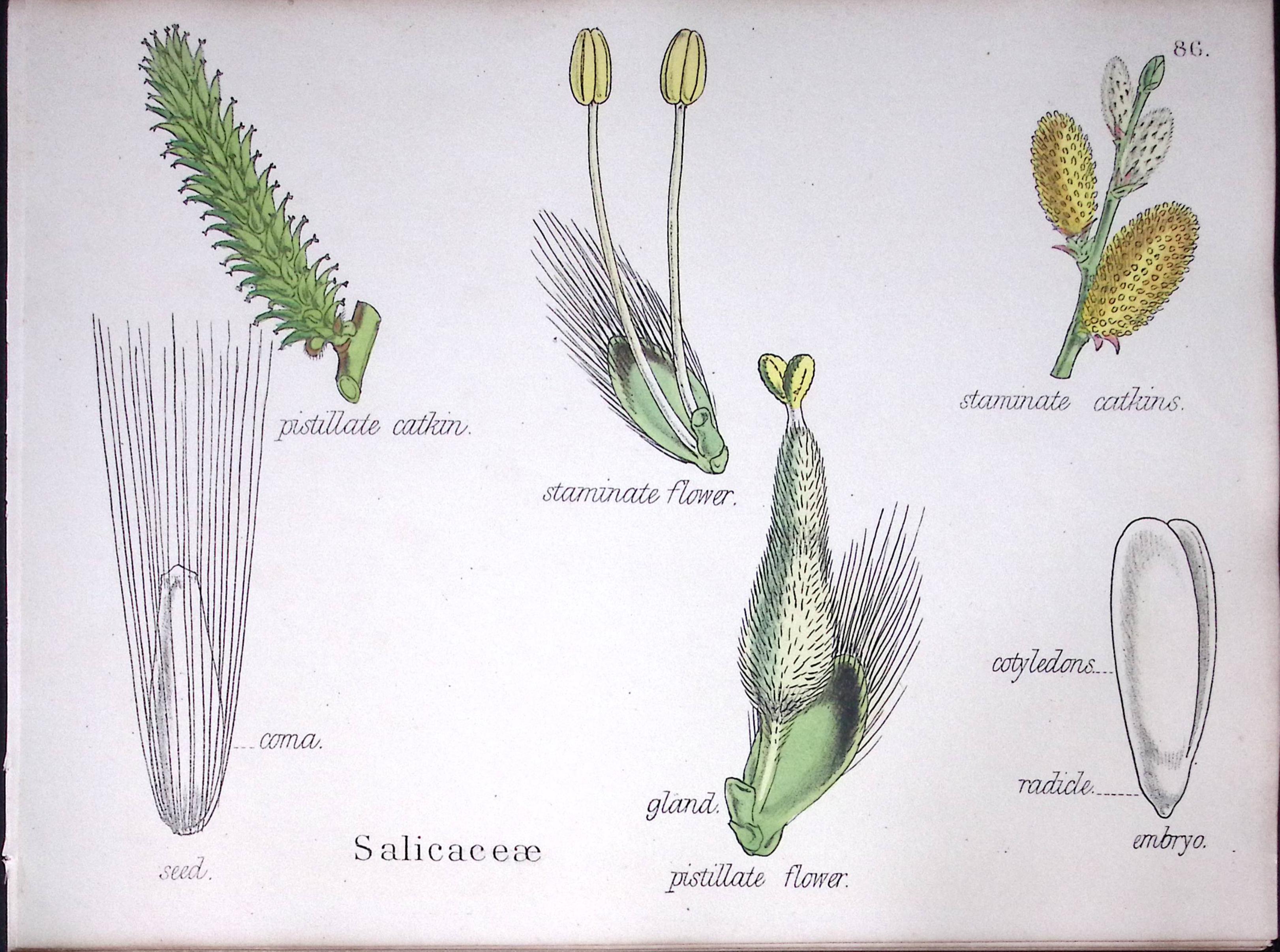 The Willow Family Botanical Flower Diagram Rare Antique First Edition Illustration-86