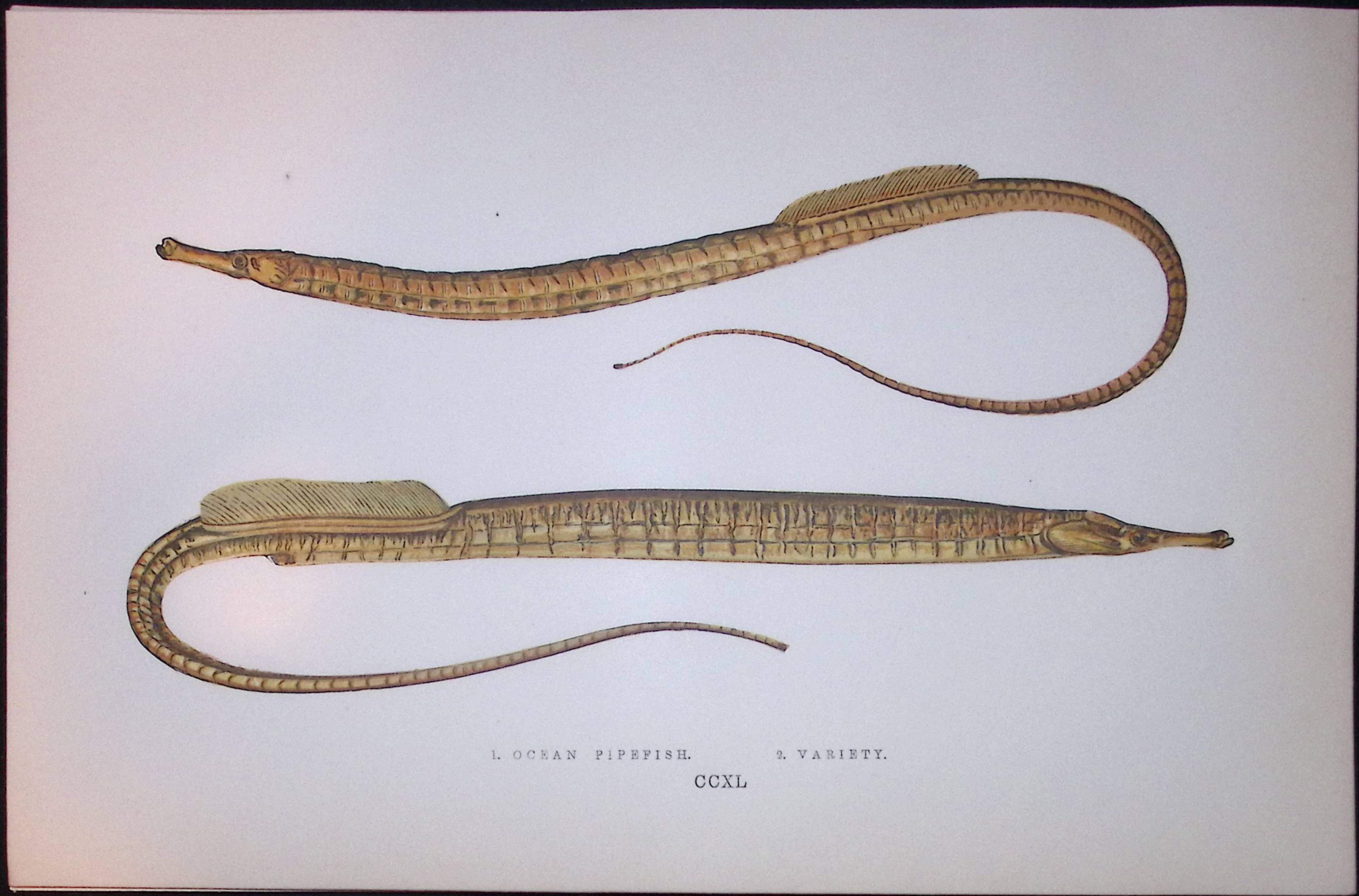 Ocean & Variety Pipefish Scarce Antique 1877 J. Couch Woodblock Engraving-150