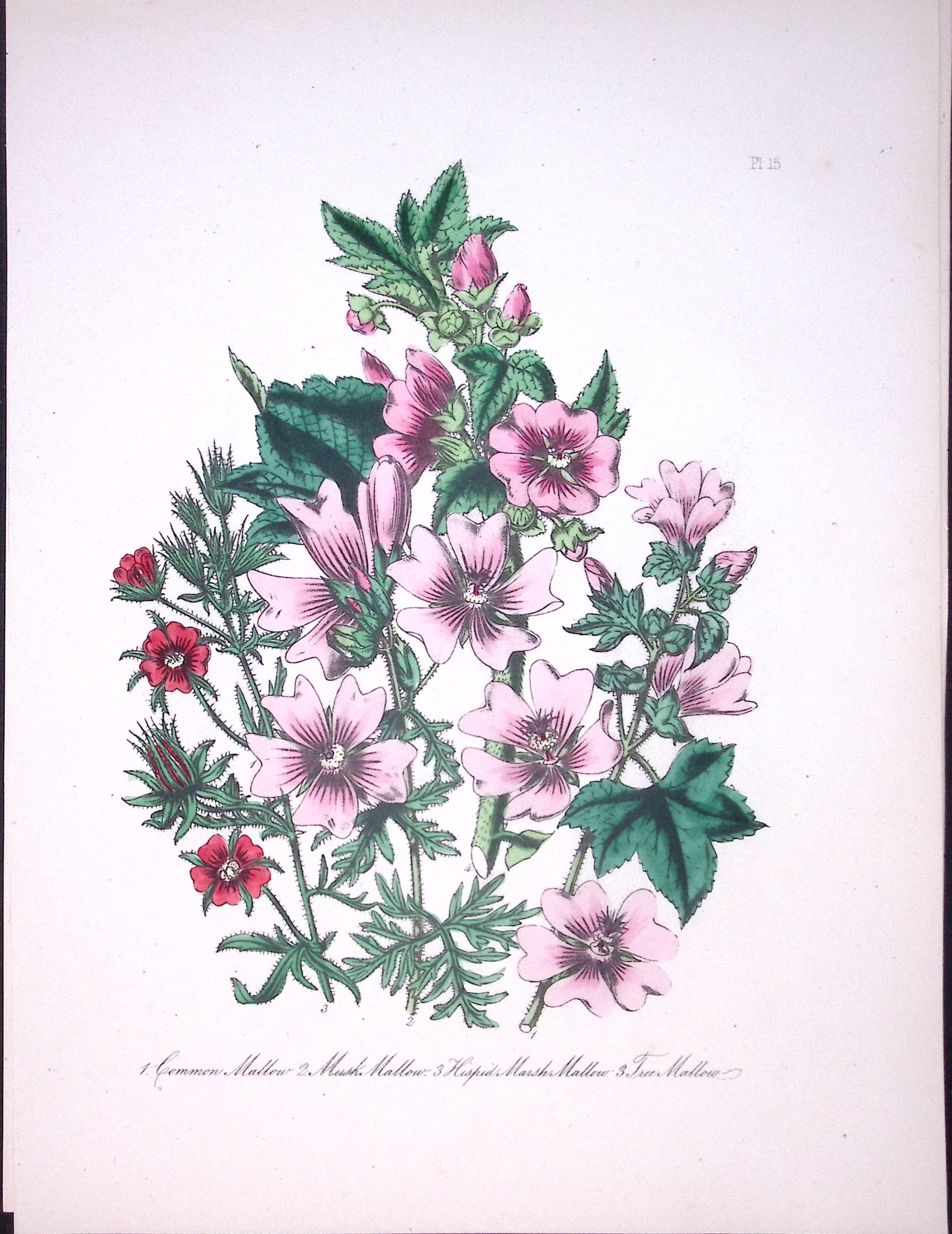 Rare 165-Yr-Old Antique Wildflower Gilt-Edged Illustration Jane Webb Loudon -15.