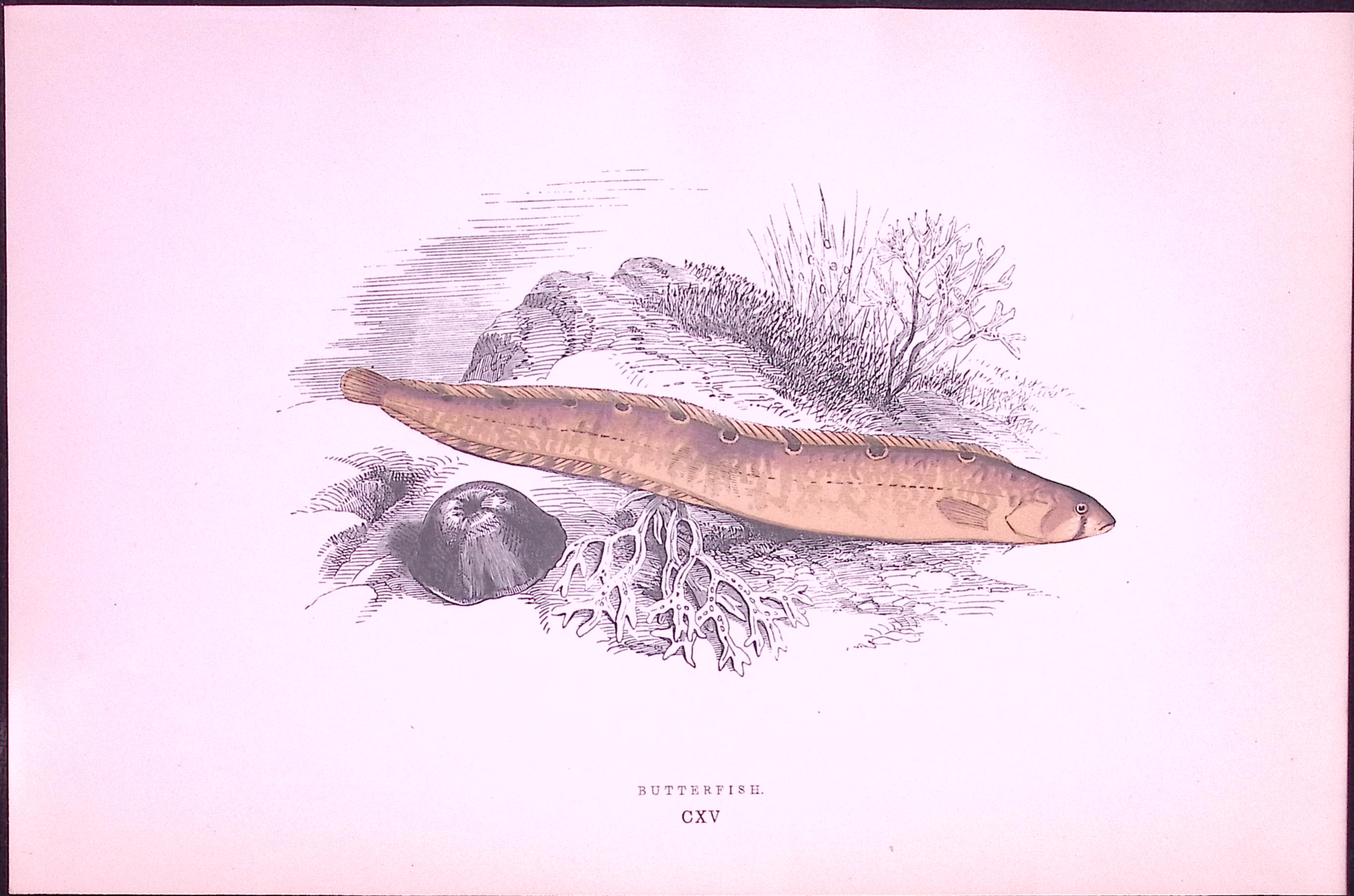Butter Fish Antique 1877 J. Couch Woodblock Scarce Engraving-244