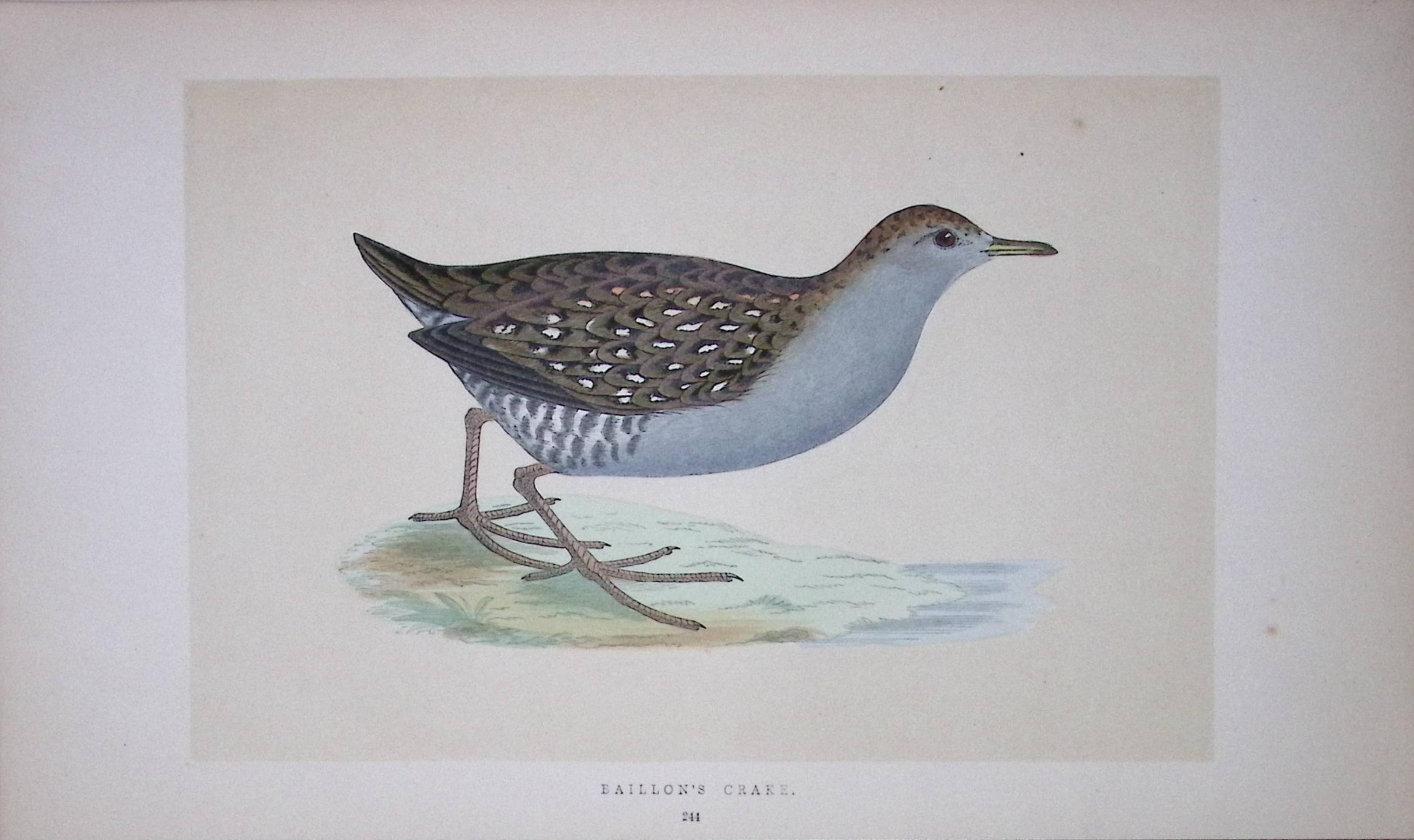 Ballion’s Crake Bird- Rev Morris First Edition Antique Woodblock Engraving-63