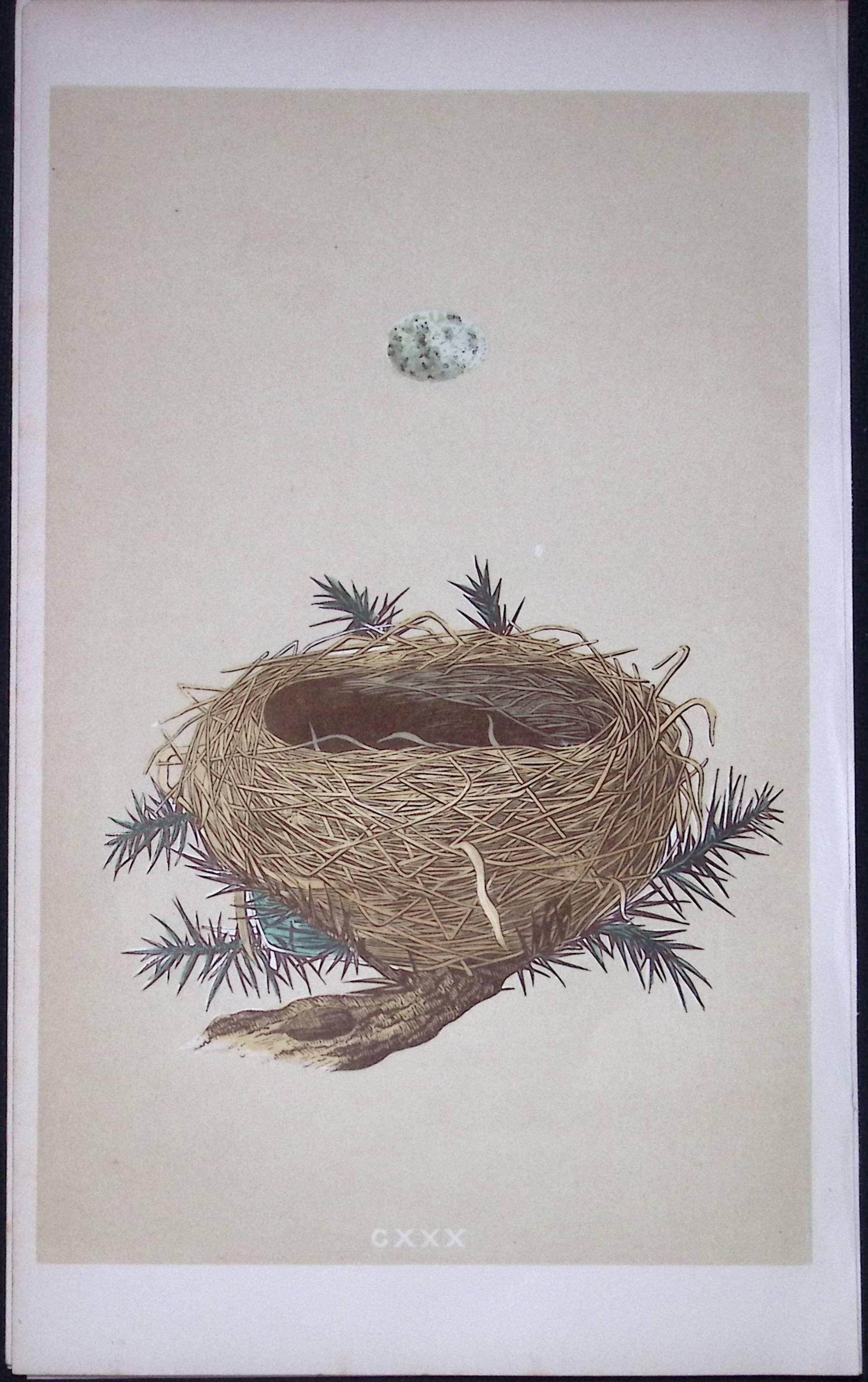 Rev Morris Dartford Warbler Bird Nest & Egg Antique Woodblock Engraving-77