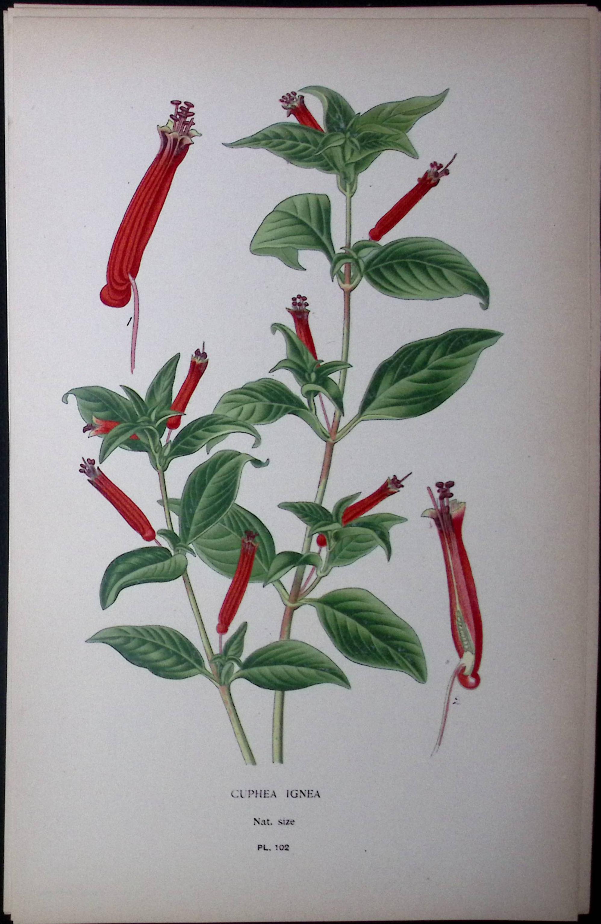 Cuphea Ignea Edward Step Rare Antique Botanical Book Plate-102