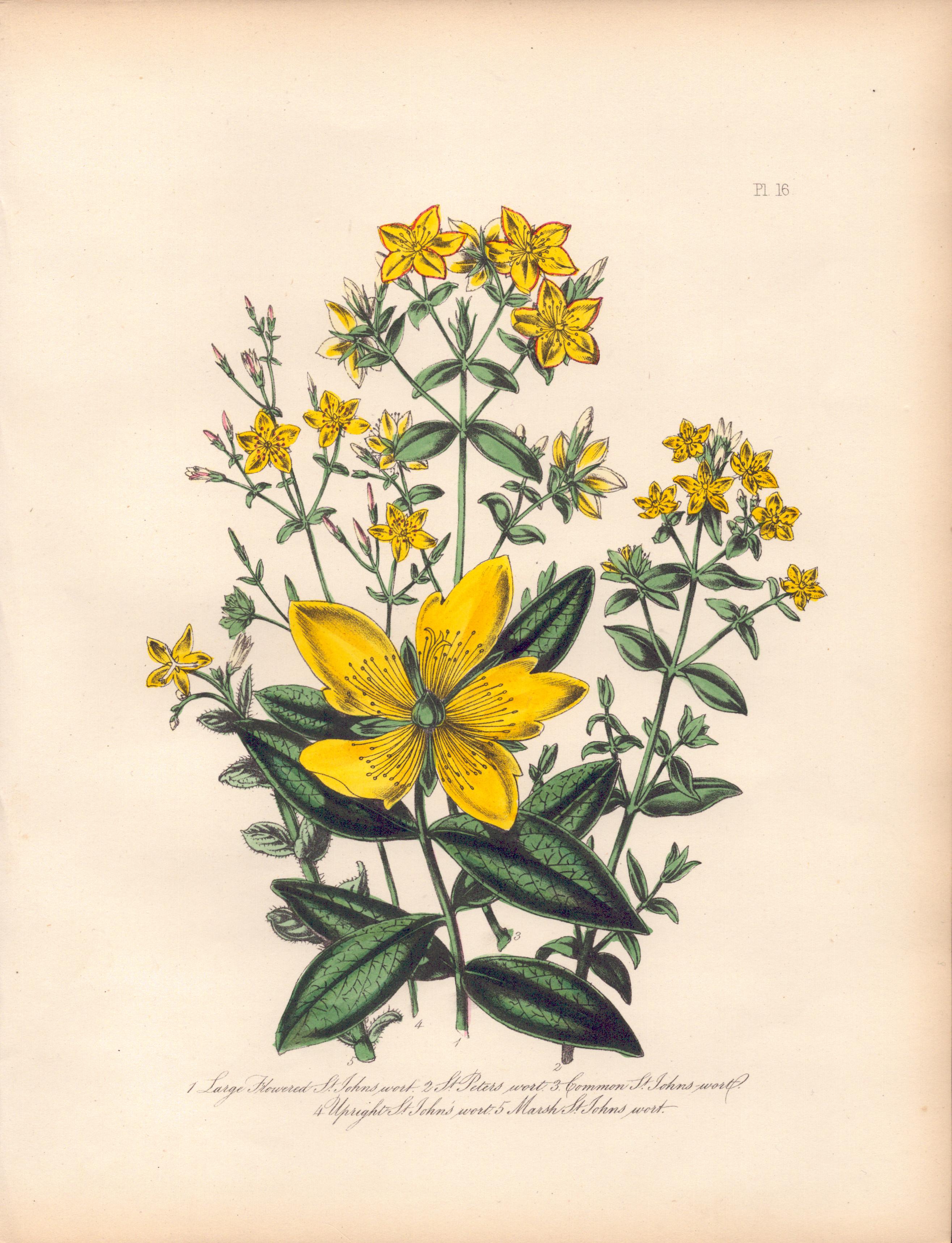 Rare 165-Yr-Old Antique Wildflower Gilt-Edged Illustration Jane Webb Loudon -16.