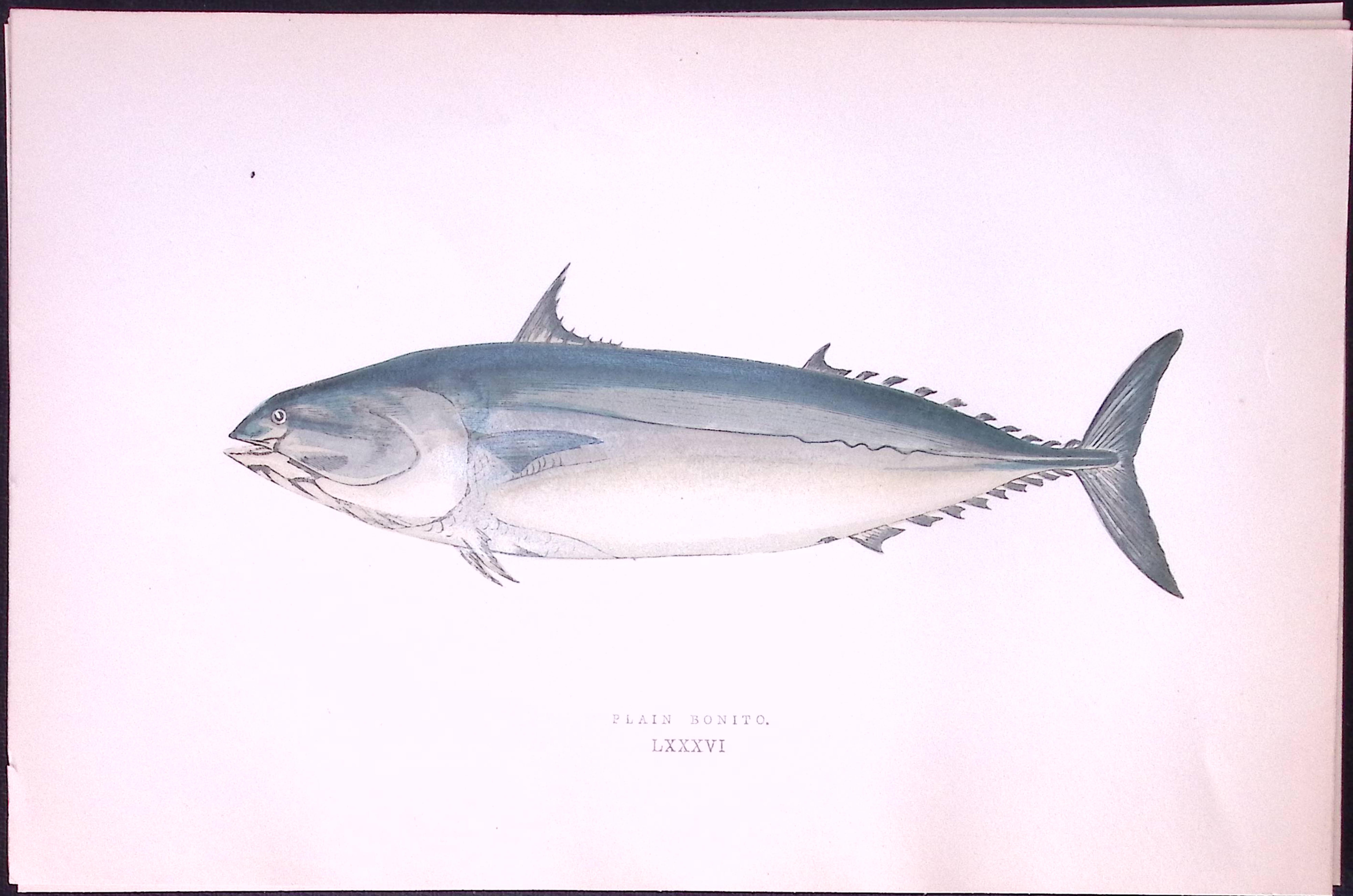 Plain Bonito Fish Scarce  Antique 1877 J. Couch Woodblock Engraving-225