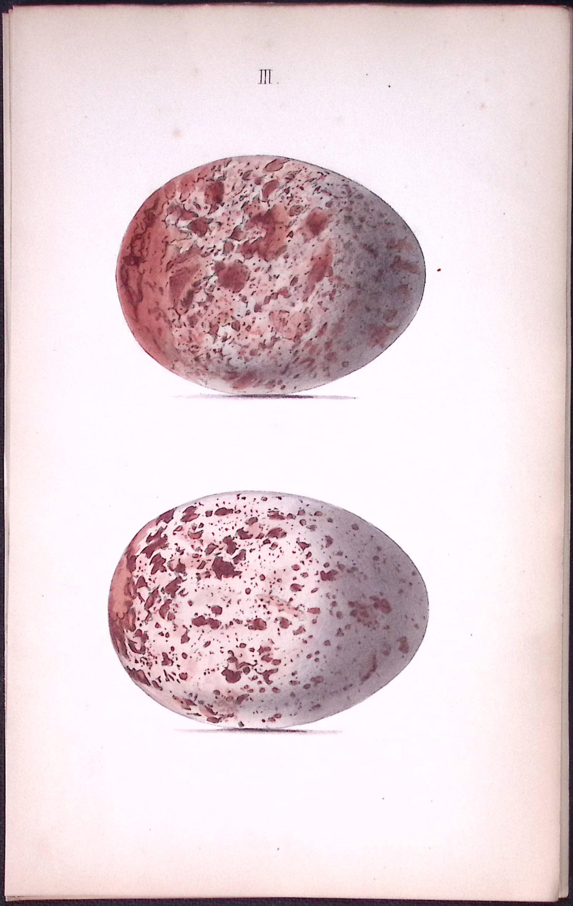 Golden Eagle Hewitson Antique Nests & Eggs of British Birds Print-4