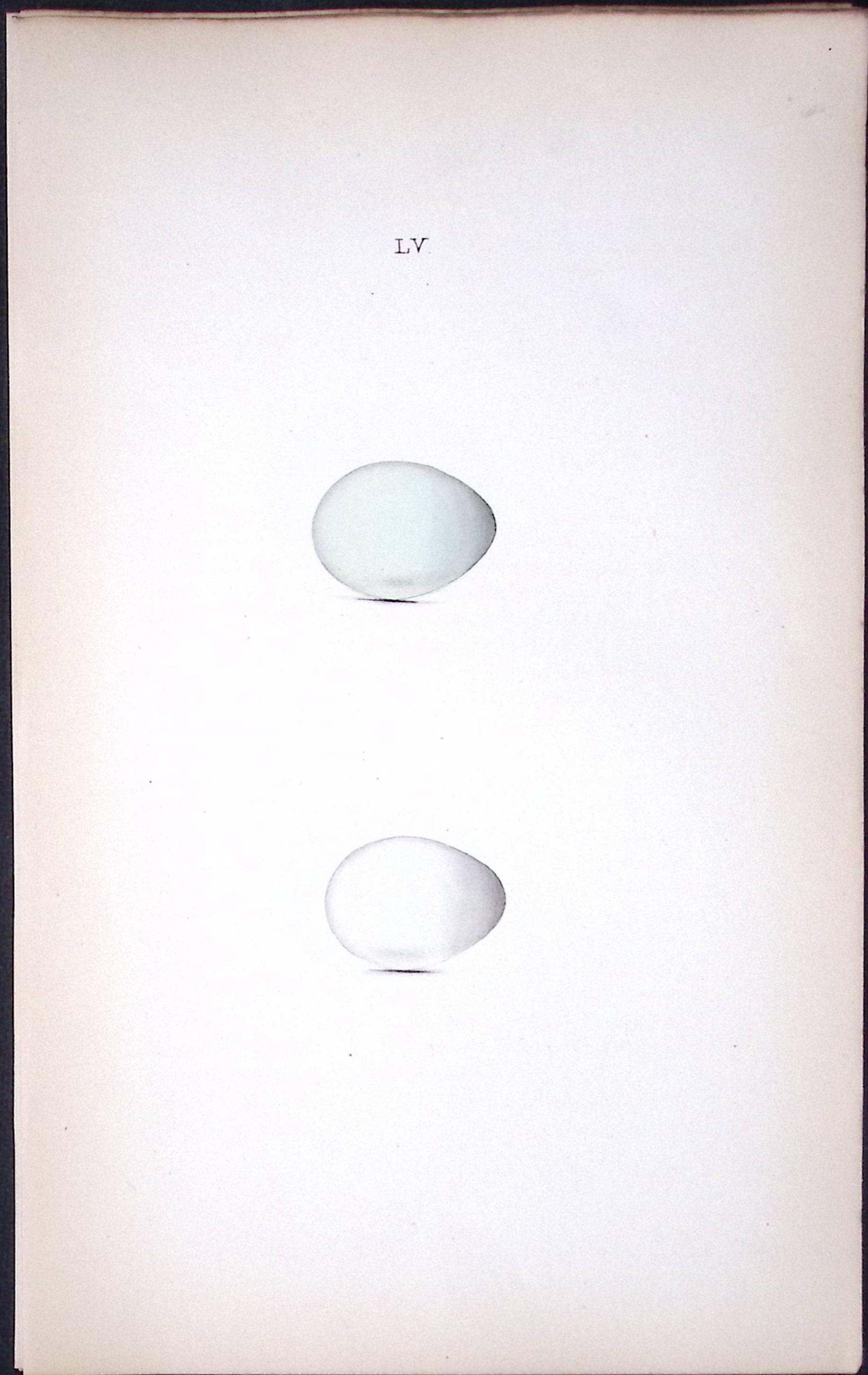 Starling William Hewitson Antique Nests & Eggs of British Birds Print-57