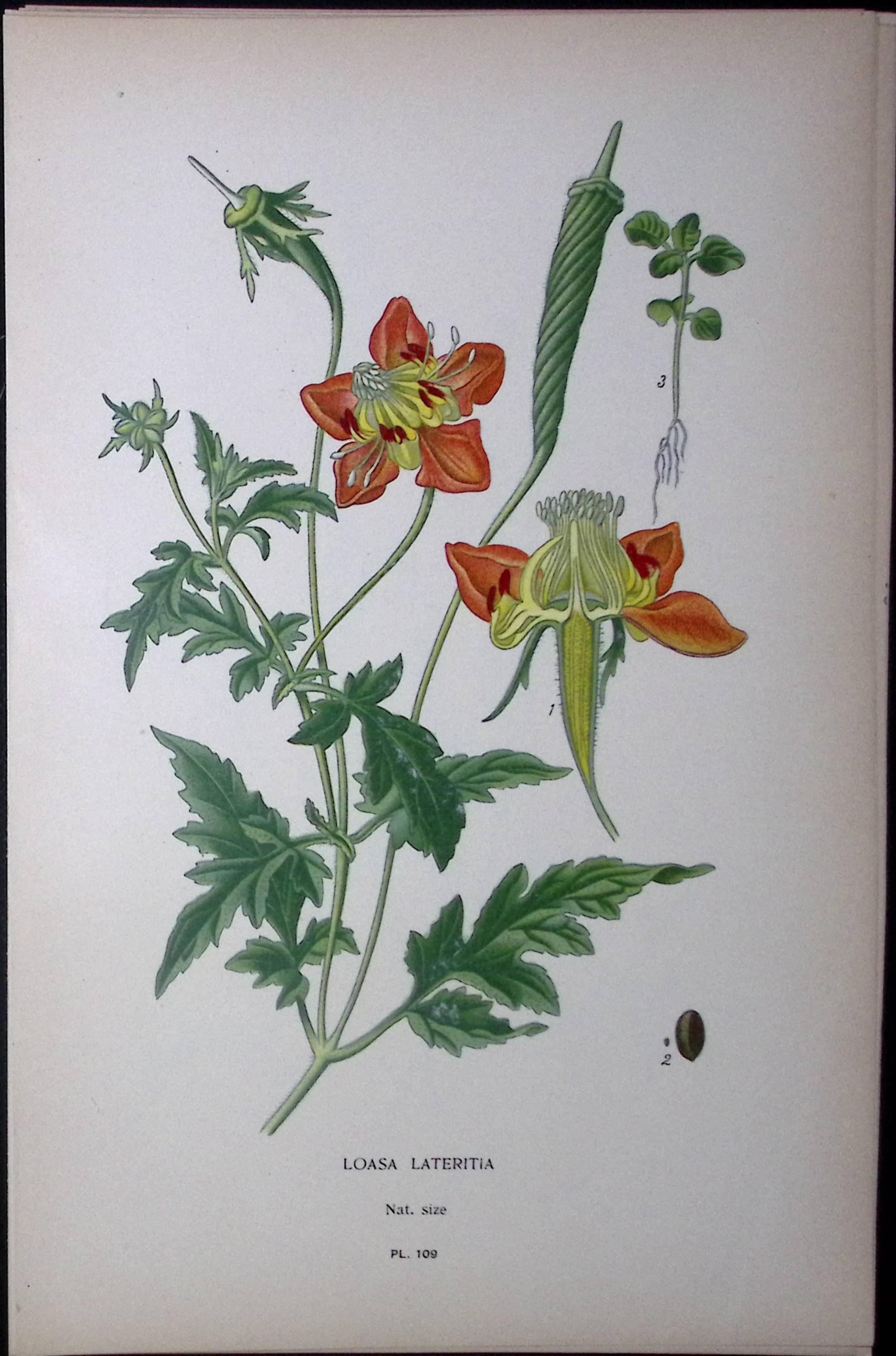 Loasa Latertia Alpine Edward Step Rare Antique Botanical Book Plate-109