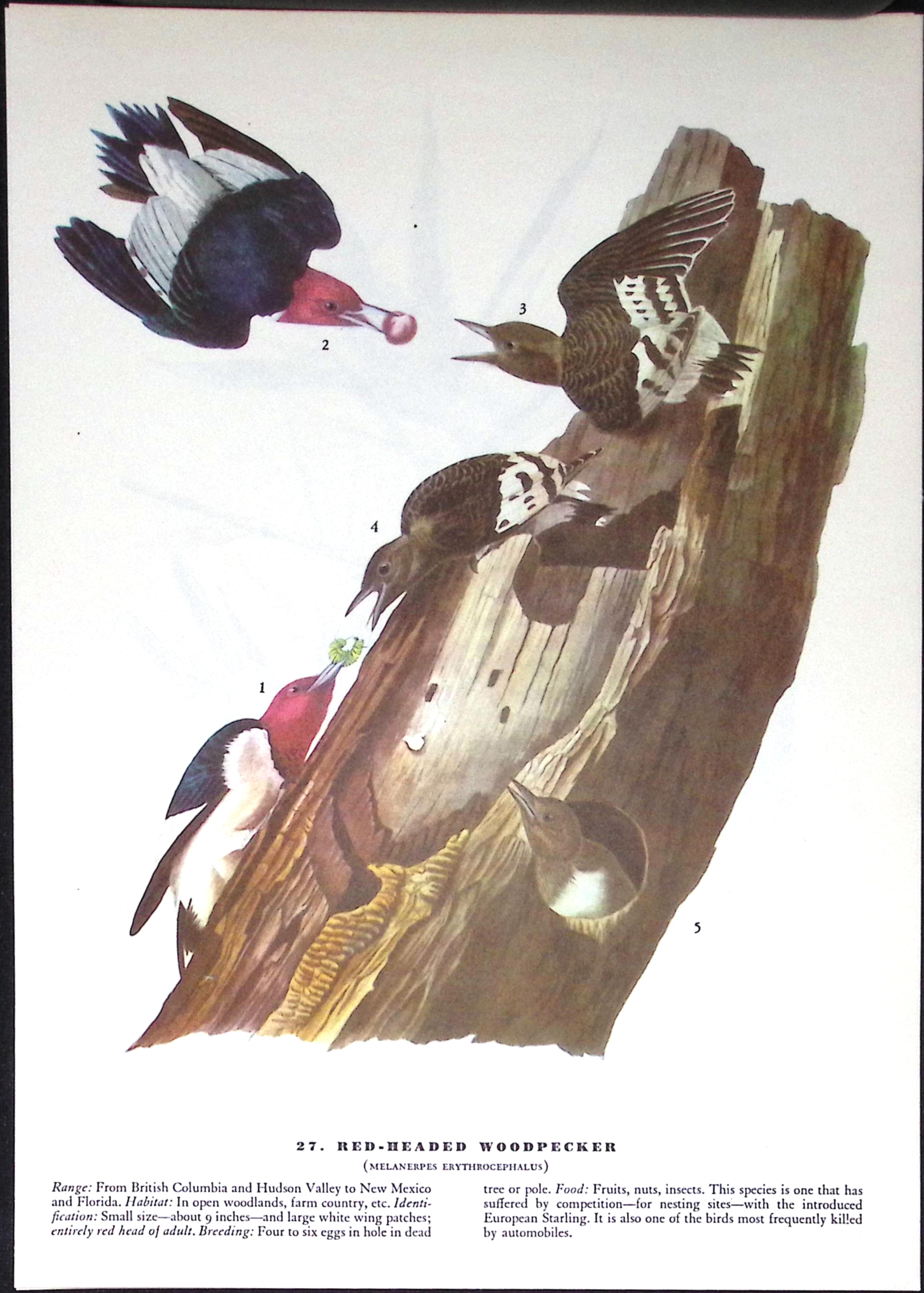 Job-Lot John James Audubon Birds of America 72-Year-Old Coloured Book Plates-25