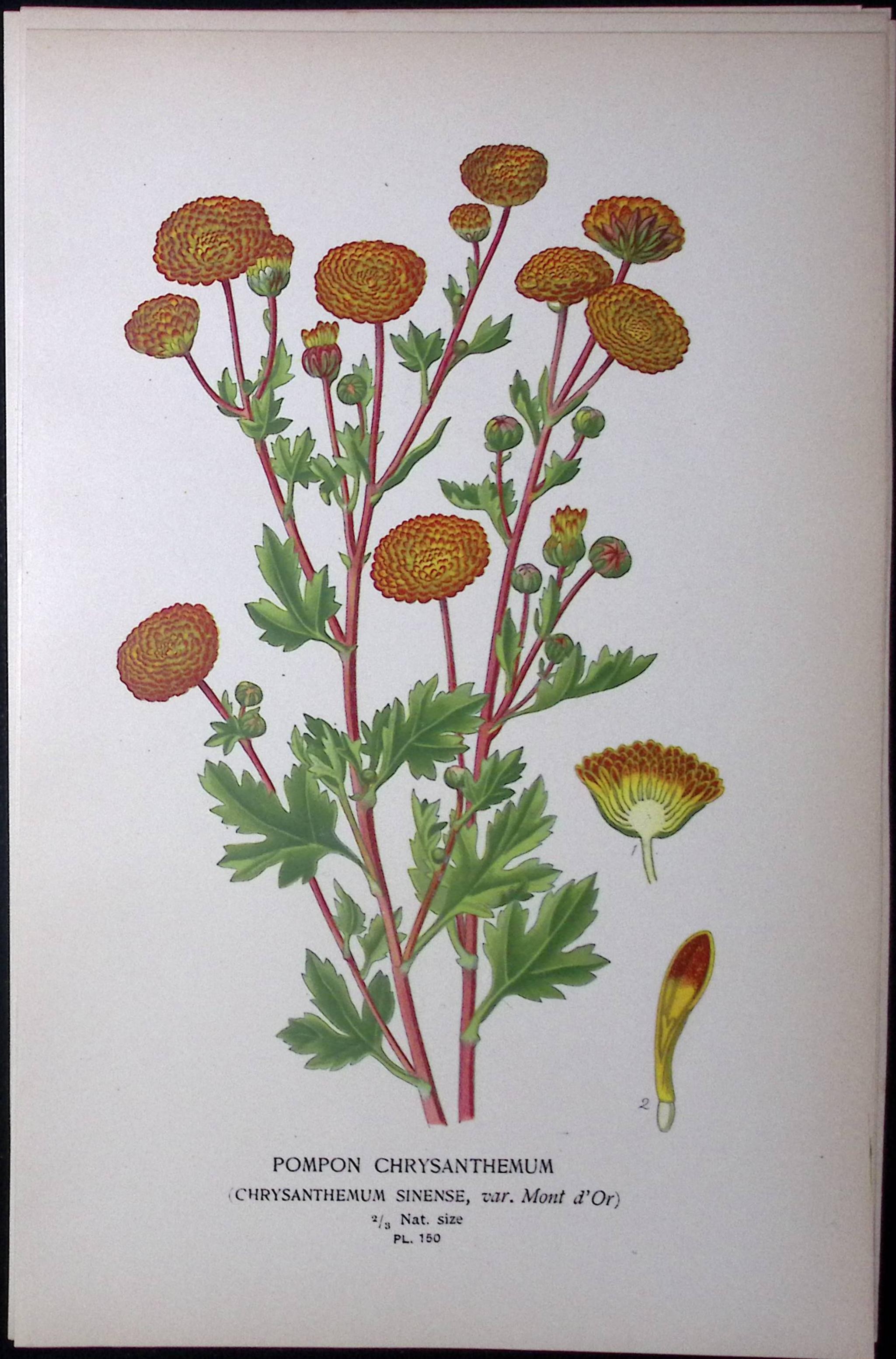 Pompon Chrysanthemum Edward Step Rare Antique Botanical Book Plate-150